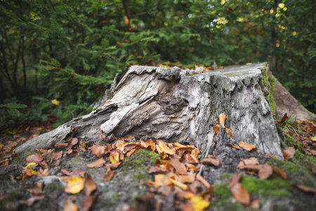 stump from a cut tree by lumberjacks in the forest