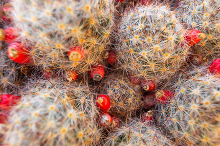 many different beautiful decorative cacti grow in the greenhouseの写真素材