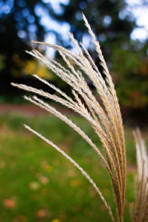 close-up of dried Miscanthus stems in a fieldの写真素材