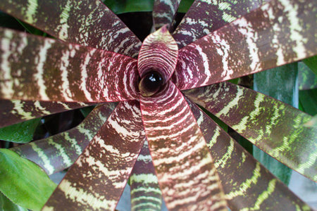 close-up of the striped leaves of the Vriesea flower