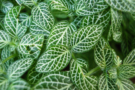 close-up of the texture of a Fittonia plant leafの写真素材