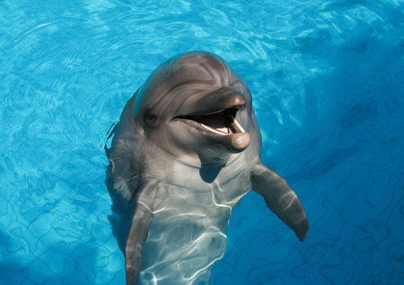 Graceful dolphins frolicking in the poolの写真素材