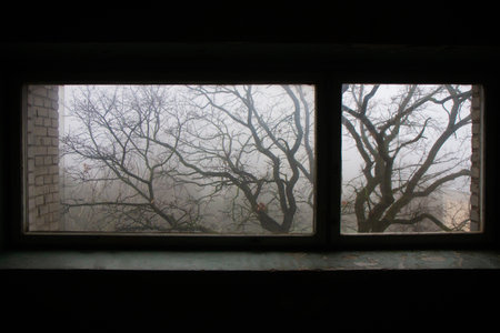 eerie silhouette of a tree outside the window in the fog