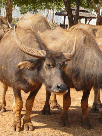 a herd of buffalo lives in the reserve