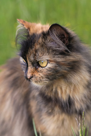 a beautiful fluffy cat is playing on the background of green grassの写真素材