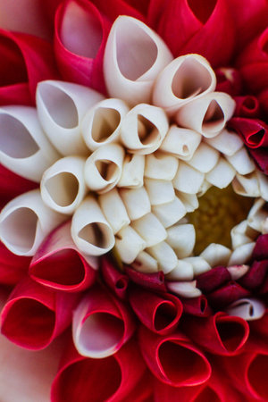 close up of a beautiful Dahlias flower in the gardenの写真素材