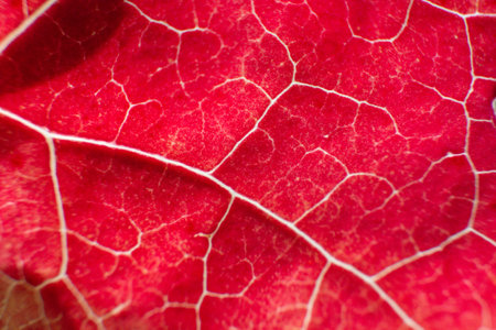 close-up texture and fibers, veins on a leafの写真素材