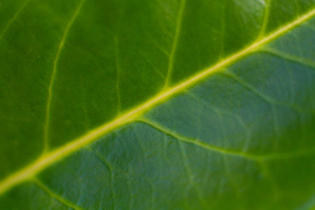 close-up texture and fibers, veins on a leaf