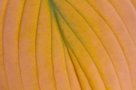 close-up texture and fibers, veins on a leaf