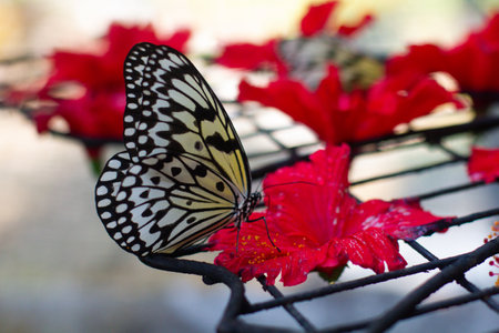 beautiful colorful butterfly in the garden on a flowerの写真素材
