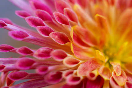 close up of a beautiful pink flower in the gardenの写真素材