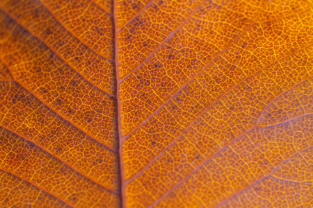 close-up texture and fibers, veins on a leafの写真素材