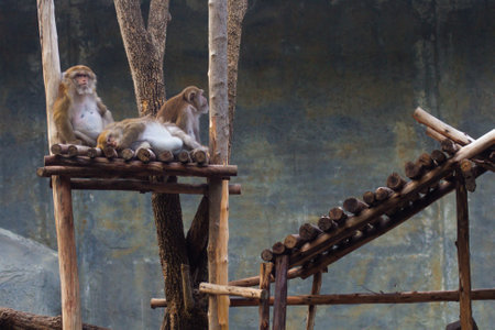 a beautiful little monkey in a zoo