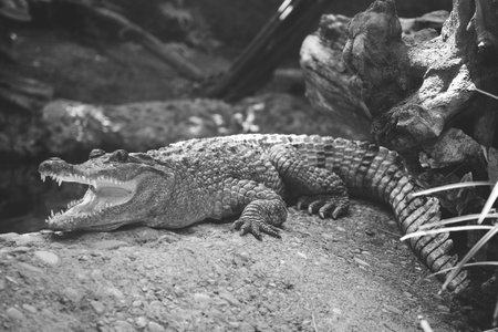 beautiful photo of a large crocodile