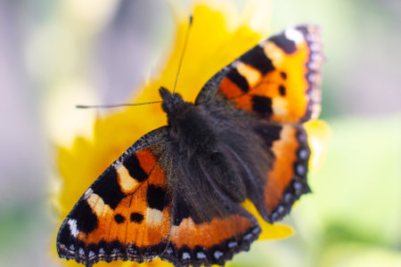 beautiful colorful butterfly in the garden on a flower