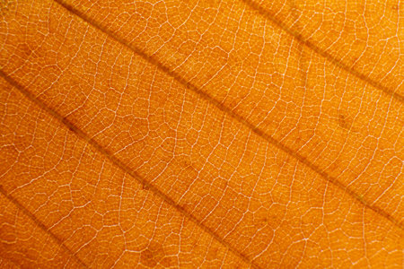 close-up texture and fibers, veins on a leaf