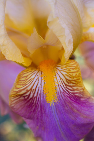 close up of a beautiful Irideae flower in the garden