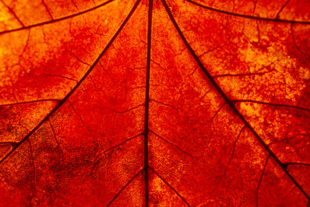 close-up texture and fibers, veins on a leaf