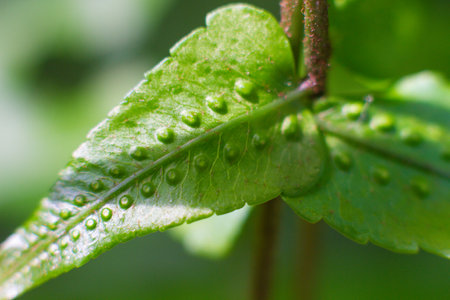 close-up texture of a leaf with dots of the Breadfruit fern plant