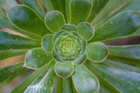 close-up Succulent flower in a pot in a greenhouse