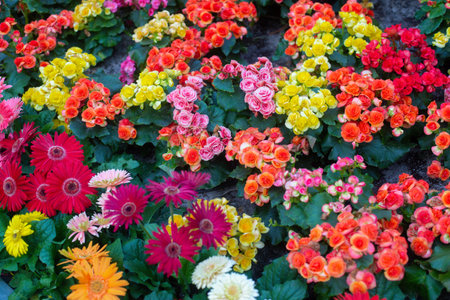 close-up of a beautiful flower BEGONIA in the garden