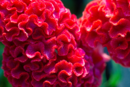 close up of a beautiful Celosia flower in the gardenの写真素材