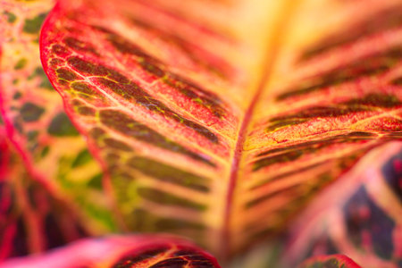 close-up texture and fibers, veins on a leaf