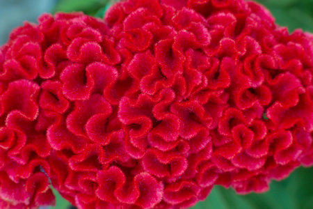 close up of a beautiful Celosia flower in the garden