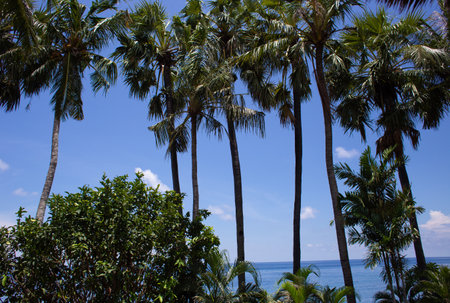 beautiful large tropical palm trees grow on the coast
