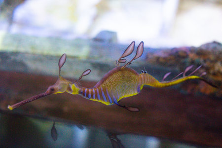 Sea dragon swims in an aquarium between reefs