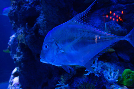 transparent sea Vomer fish swims in the aquarium