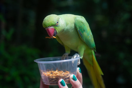 A large ringed parrot is fed larvae from the handの写真素材