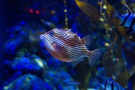 marine Ornate Cow fish swims in an aquarium between reefsの写真素材