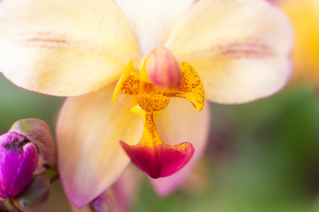 close up of beautiful orchid flowers in the gardenの写真素材