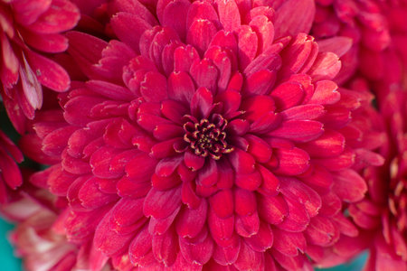 close up of a beautiful pink chrysanthemum flower in the garden