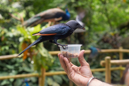 a beautiful bird red-winged starling sits on a hand and eats larvae