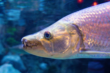 a predatory Goliath tiger fish swims in a large aquariumの写真素材