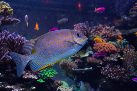 Tropical angel fish swims in an aquarium between reefsの写真素材