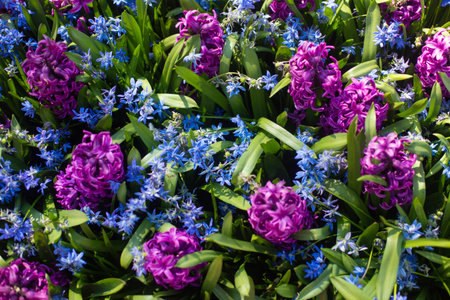 close-up of Oriental hyacinth flowers growing in the field