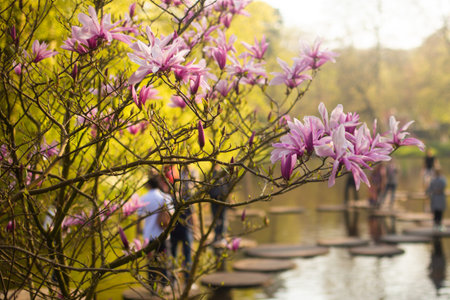 close up of beautiful pink magnolia flowers in the garden