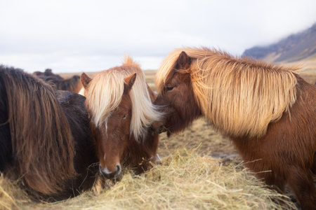 beautiful Icelandic horses with long manes are grazing and eating hayの写真素材