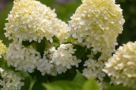 close-up of beautiful white flowers of Large-leaved hydrangeaの写真素材