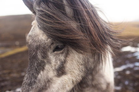 beautiful Icelandic horses with long manes are grazing and eating hayの写真素材