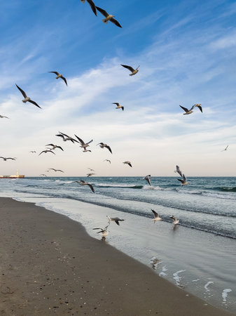 many seagulls fly on the sea coastの写真素材