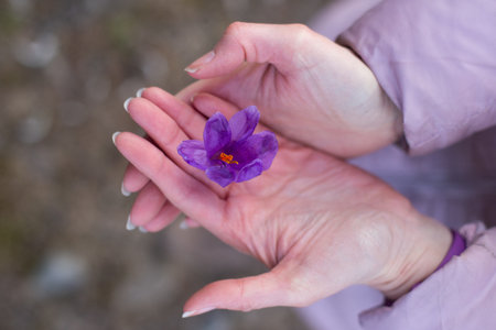 close-up holding purple crocus flower in handの写真素材