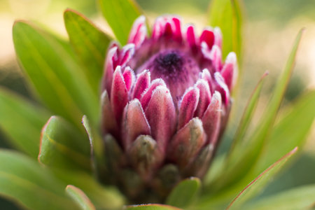 close-up of a beautiful Protea giant flower in the garden