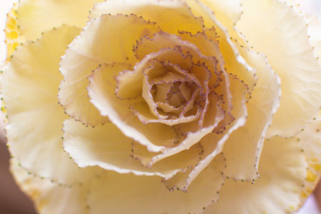 close-up of a beautiful Brassica oleracea var acephala tricolor flower in the garden