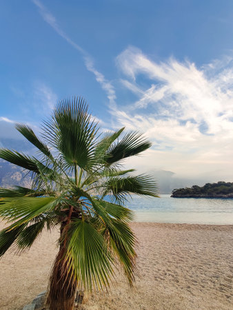 beautiful large tropical palm trees grow on the coastの写真素材