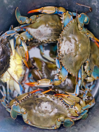 many colorful crabs on the counter in the storeの写真素材