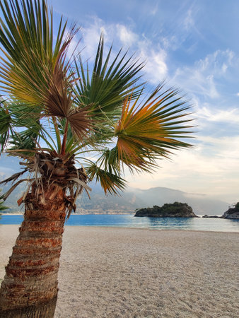 beautiful large tropical palm trees grow on the coastの写真素材